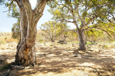 Avustralya outback oasis