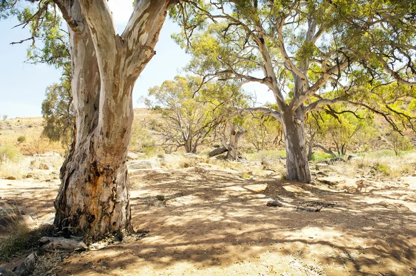 Avustralya outback oasis — Stok fotoğraf