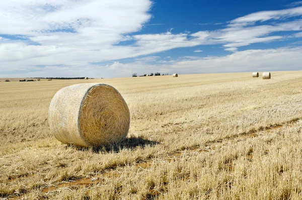 Harvest — Stock Photo, Image