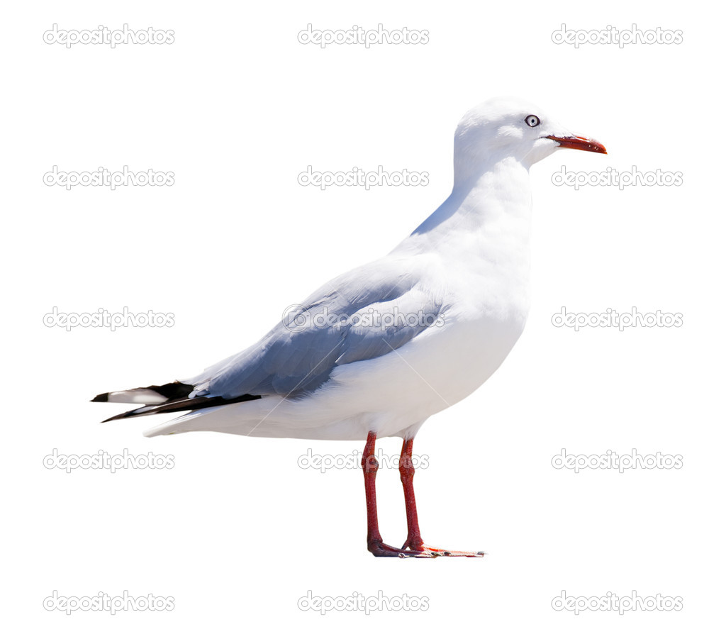 Seagull Isolated