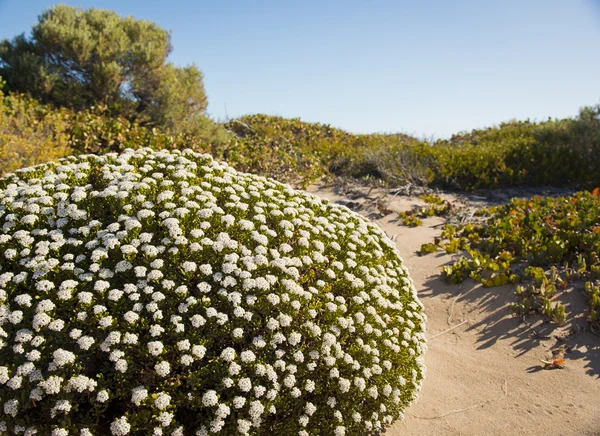 Sand Dune Plants — Stock Photo, Image