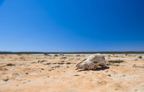 Totenkopf in der Wüste — Stockfoto