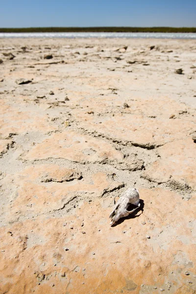 사막에서 두개골 — 스톡 사진
