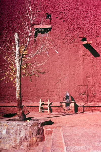 Červená zeď strom — Stock fotografie