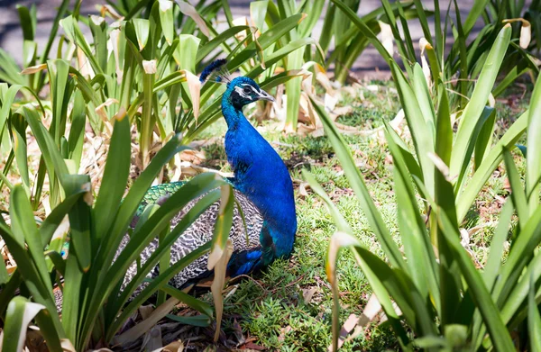 Peacock — Stock Photo, Image