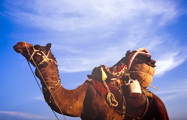 Cammello del deserto — Foto Stock