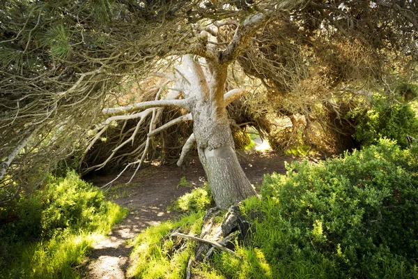 Fairytale Tree — Stock Photo, Image