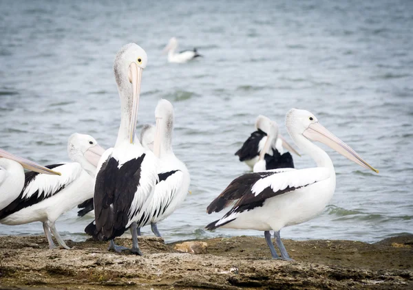 Pelikanlar — Stok fotoğraf