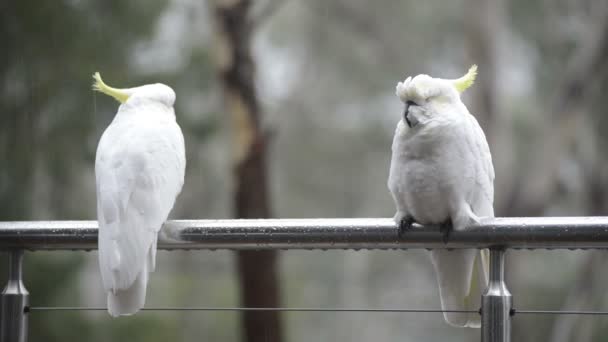 Cacatua na chuva — Vídeo de Stock