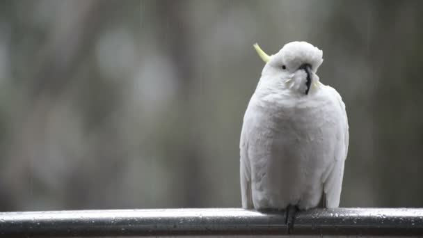 Cockatoo In Rain — Stock Video