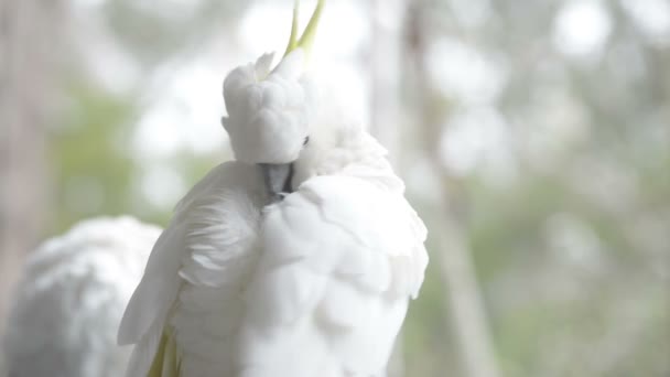 得意洋洋的鹦鹉 — 图库视频影像