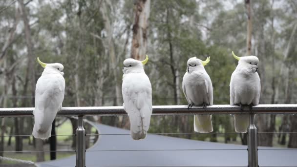 Cockatoo 's In Rain — стоковое видео