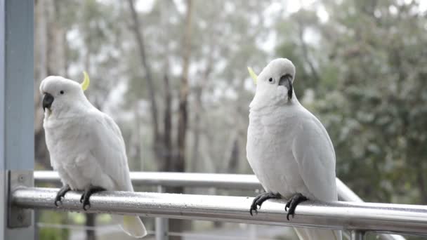 Cockatoo 's In Rain — стоковое видео