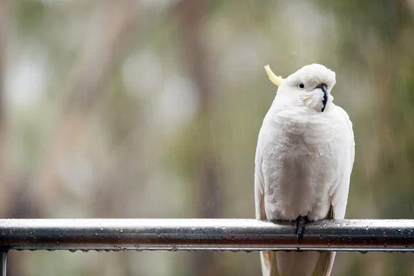 Cacatúa bajo la lluvia — Foto de Stock