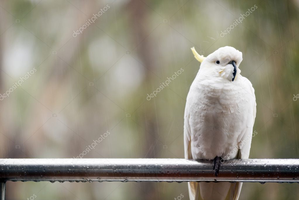 Cockatoo In Rain Stock Photo by ©THPStock 30914263