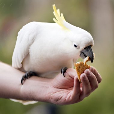 besleme Birds