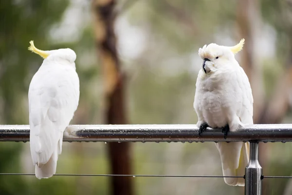 Cacatua na chuva — Fotografia de Stock