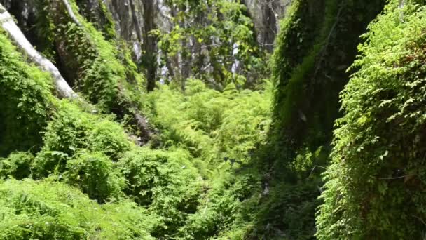 arbres de jungle 