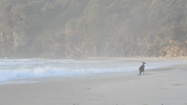 Кенгуру на пляже — стоковое видео