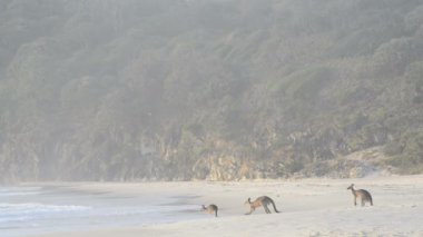 Kanguru Beach