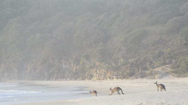 Кенгуру на пляже — стоковое видео