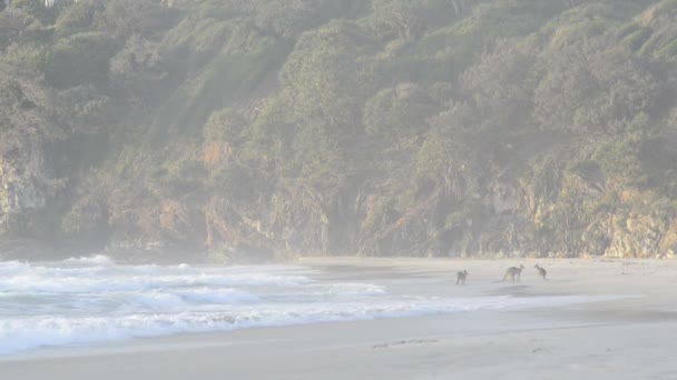 Kangoeroes op strand — Stockvideo