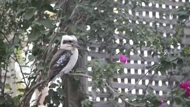 Kookaburra — Stock Video