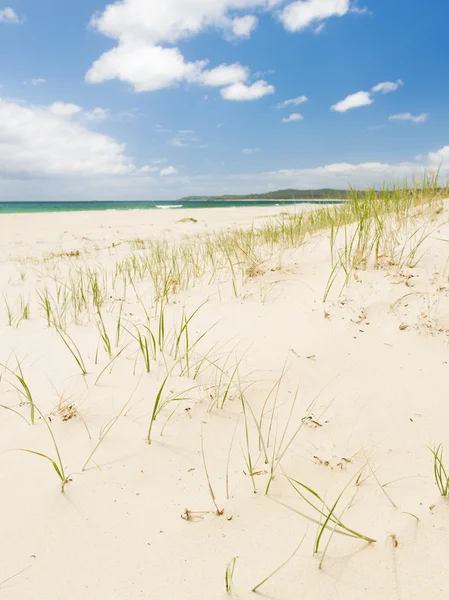 Strandgräs — Stockfoto