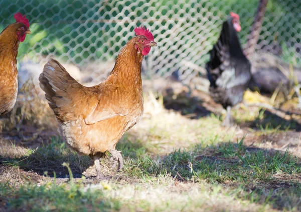 Chickens — Stock Photo, Image