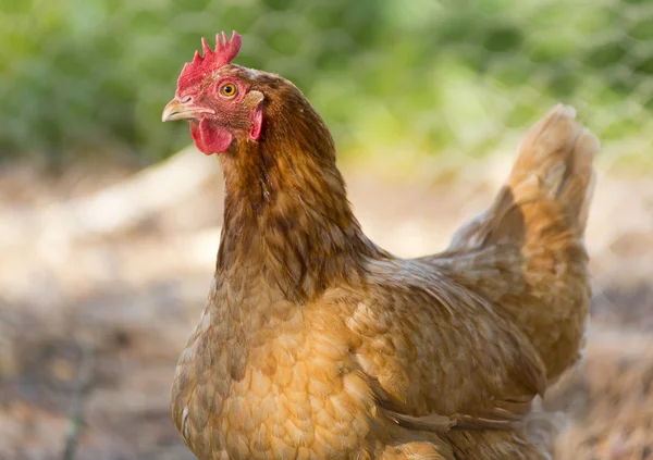 Chickens — Stock Photo, Image