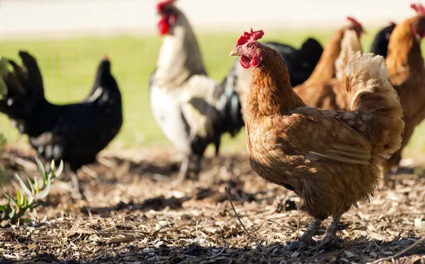 Chickens — Stock Photo, Image