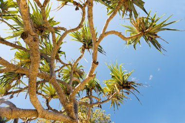 Pandanus palmiye ağacı