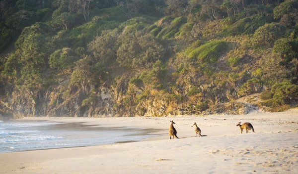 Cangurus na praia ao amanhecer — Fotografia de Stock