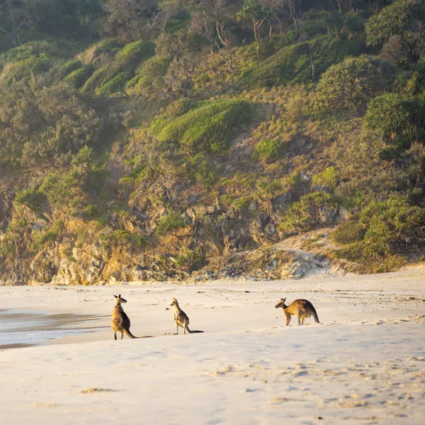 Kängurus am Strand im Morgengrauen — Stockfoto