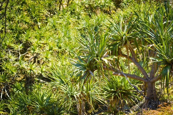 露兜树棕榈树 — 图库照片