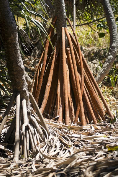 Pandanus palm strom — Stock fotografie