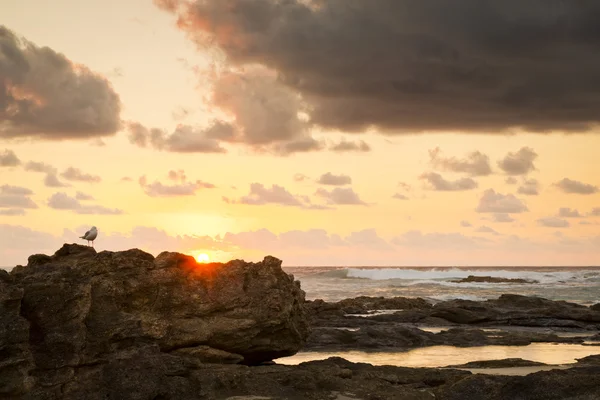 Mouette au lever du soleil sur les rochers — Photo