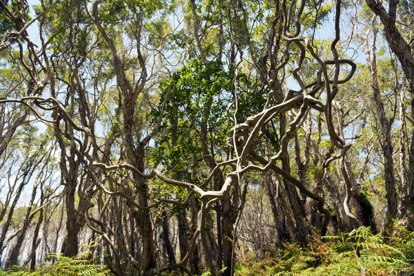 Twisted Vine — Stock Photo, Image