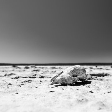 Skull in Desert Black and White clipart