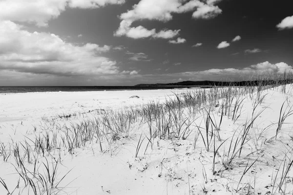 Strandgras schwarz und weiß — Stockfoto