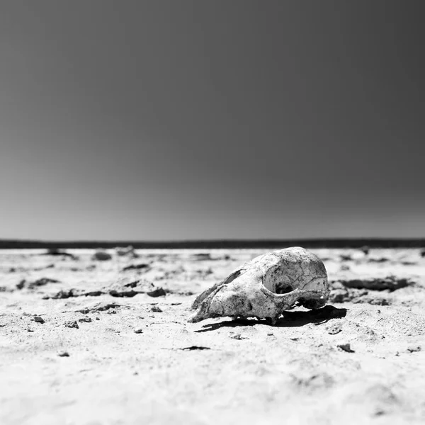 Totenkopf in Wüste schwarz-weiß — Stockfoto