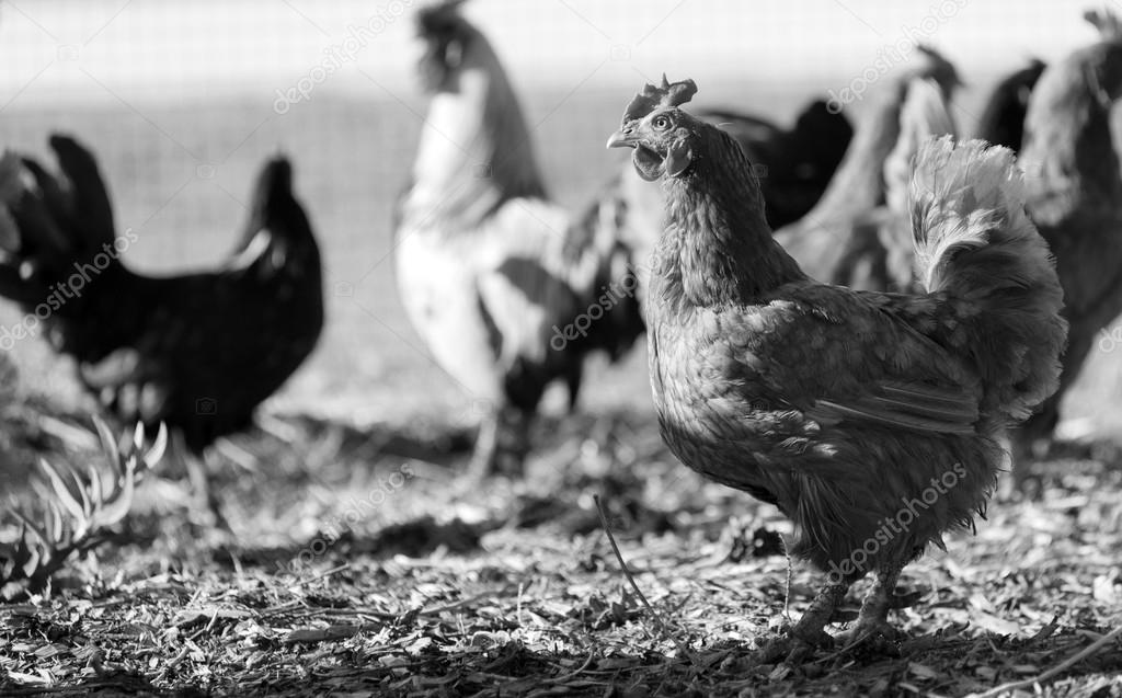 Chickens Black and White Stock Photo by ©THPStock 41233277