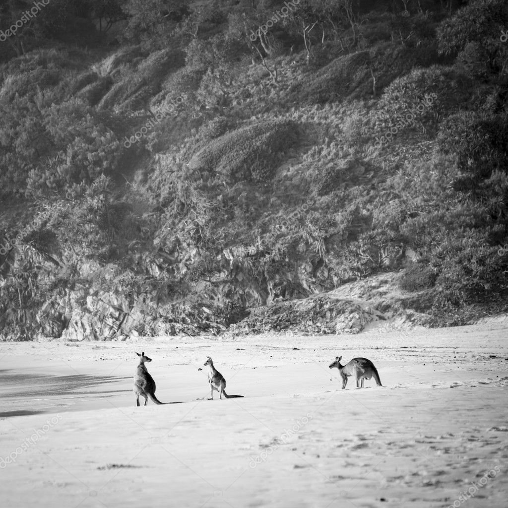 Kangourous Noir Et Blanc Photographie Thpstock 41233635