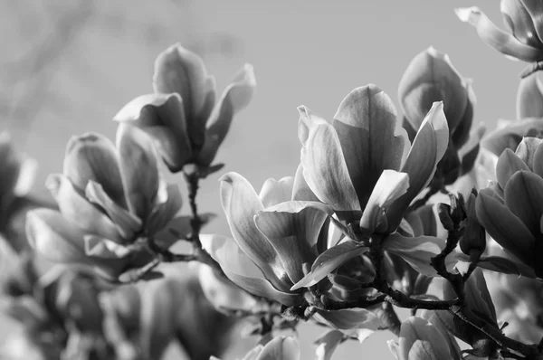 Magnolia fiore bianco e nero — Foto Stock