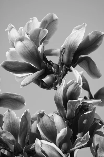 Magnolia bloem zwart-wit — Stockfoto