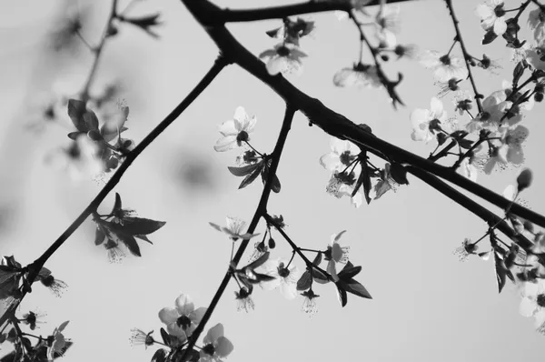 Fiori di ciliegio in bianco e nero — Foto Stock