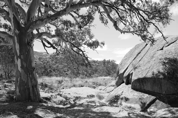 Australský outback oáza — Stock fotografie