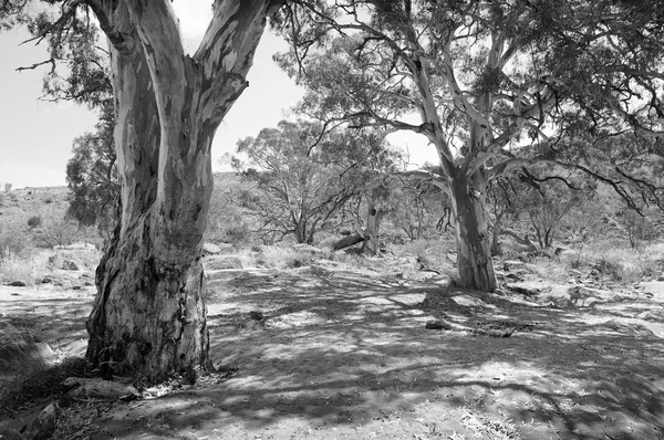 Australian Outback Oasis — Stock Photo, Image