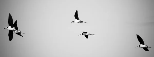 Птицы в воздухе — стоковое фото