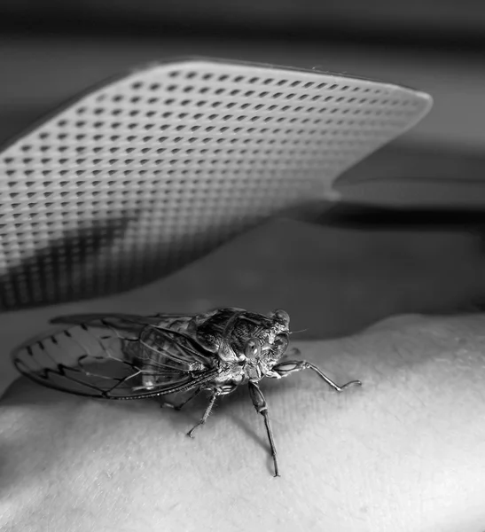 Bug Swat — Stock fotografie